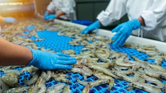 Interview with Andrés Palladino Sisto: How Agropecuaria Isla de Coche is Elevating Nueva Esparta to the Top of the Shrimp Industry